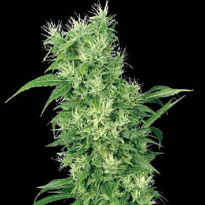 White Label Female Mix semena neobsahují THC 5 ks