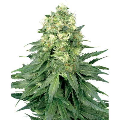 White Label White Widow semienka neobsahujú THC 10 ks