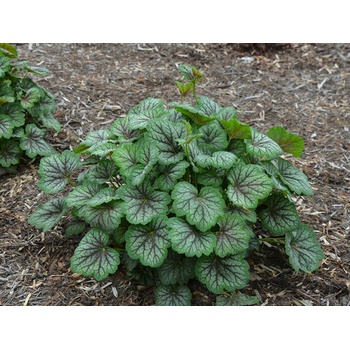 Heuchera Green Spice