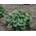 Heuchera Green Spice