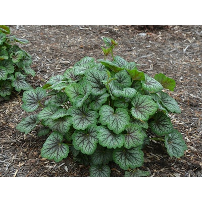 Heuchera Green Spice