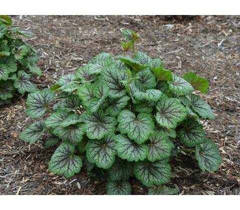 Heuchera Green Spice
