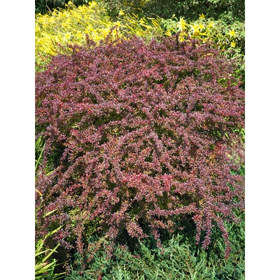 Agarden Drštál Thunbergov 'Red Dream' kontajner 4 L