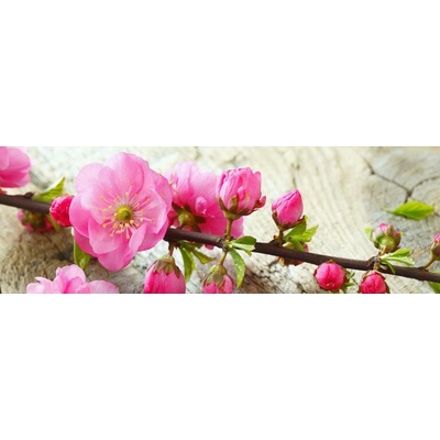 053 Samolepící fototapeta do kuchyně - Sakura, 180x60cm