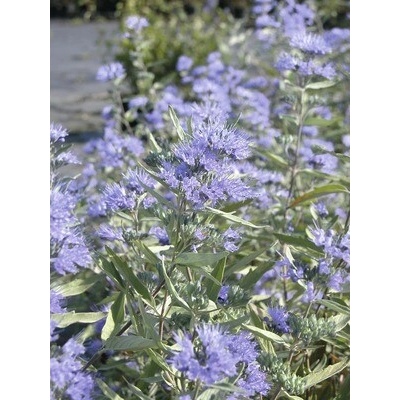 Caryopteris 'Kew Blue' výška 40-60 cm kvetináč 3 l