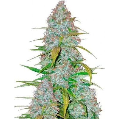Fast Buds Californian Snow Auto semena neobsahují THC 3 ks