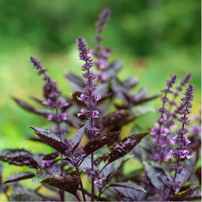BIO Bazalka pravá červená - Ocimum basilicum - semená bazalky - 100 ks