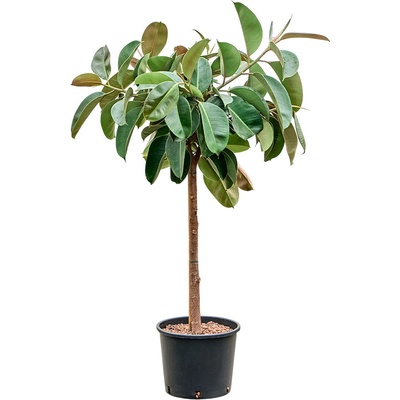 Ficus elastica Robusta stem 28/24 výška 140 cm