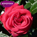 Michel Adam Катерлива Роза Red Flame®