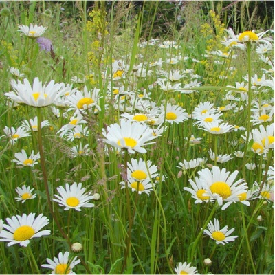 Kopretinová louka Planta Naturalis prodej semen 40 g