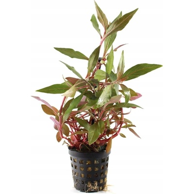 Alternanthera Splendida – Zboží Mobilmania