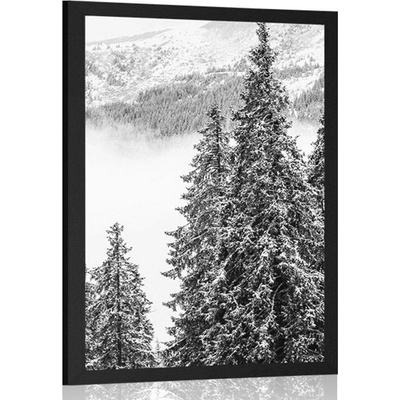 Plakát zasněžené borové stromy v černobílém provedení - 40x60 silver