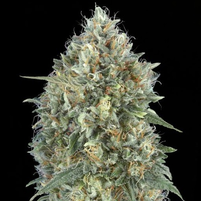 Advanced Seeds Auto Gelato #33 semienka neobsahujú THC 100 ks