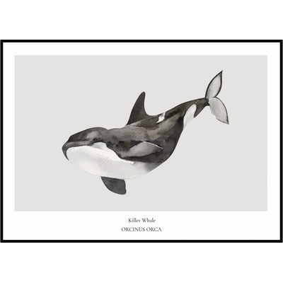 Jen tak z lásky Plakát Killer Whale Rozměr plakátu: 30 x 40 cm