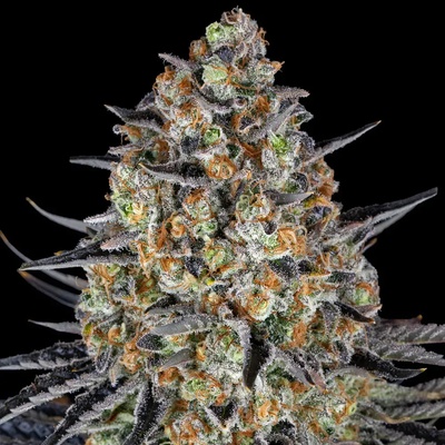 Barney's Farm LSD semena neobsahují THC 5 ks