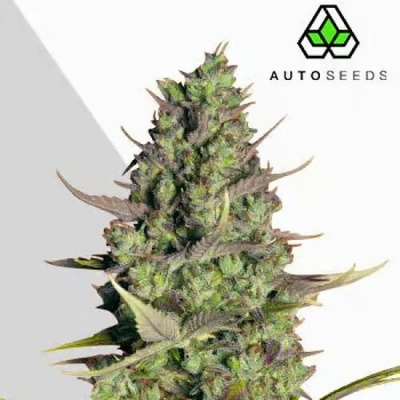 Auto Seeds Wedding Cake Autosemena neobsahují THC 3 ks