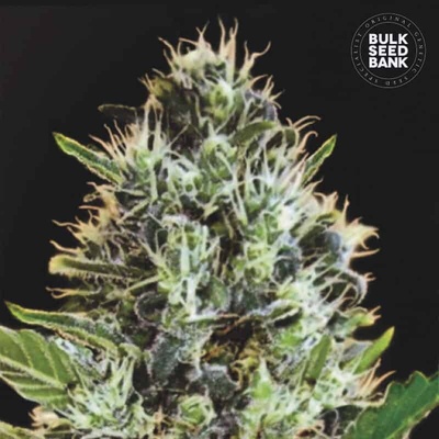 Bulk Seed Bank Auto Sunmango semienka neobsahujú THC 100 ks
