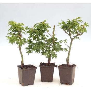 bonsai tree tattoo meaning Bonsai Temporary Tattoo