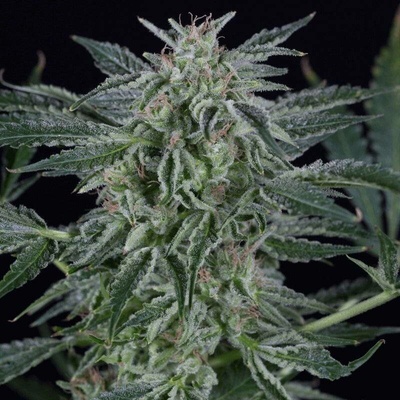 Silent Seeds Critical Jack AUTO semena neobsahují THC 3 ks