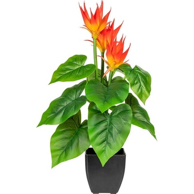 Guzmania v květináči, 58cm