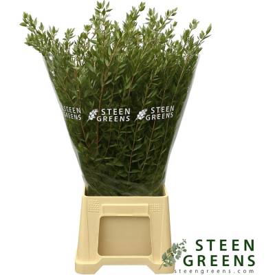 EUCALYPTUS PARVIFOLIA LONG 60cm/200g