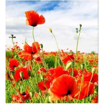 DIMEX ART s. r. o Флизелинов фототапет червен мак 225 x 250 см