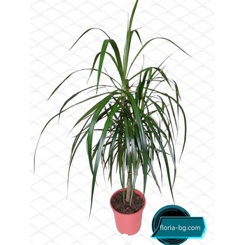 Image 1 of ДРАЦЕНА