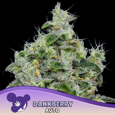 Anesia Seeds Dankberry Auto semena neobsahují THC 5 ks