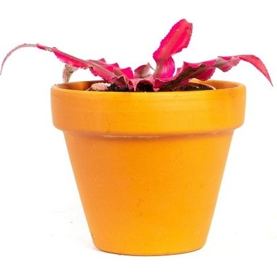 Gardners Cryptanthus Rubin Star, průměr 6 cm Kryptantus, skrytěnec