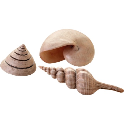 BiOrb Sea Shells Decor Set natural 13, 6,5, 9,5 cm