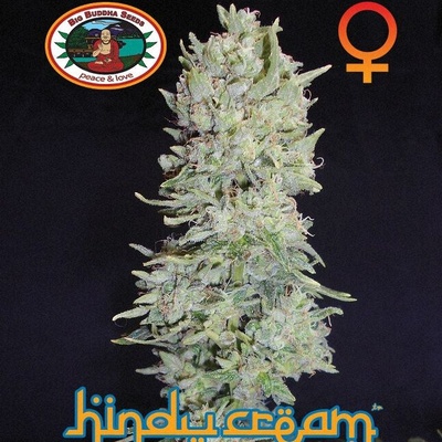 Big Buddha Seeds Hindu Cream semienka neobsahujú THC 10 ks