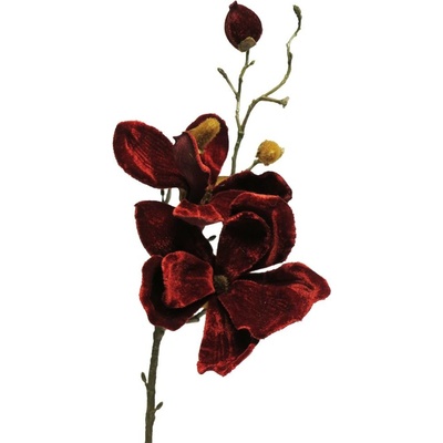 Magnolie - magnolia sametová (velvet) Curtis červená (burgundy) V46 cm