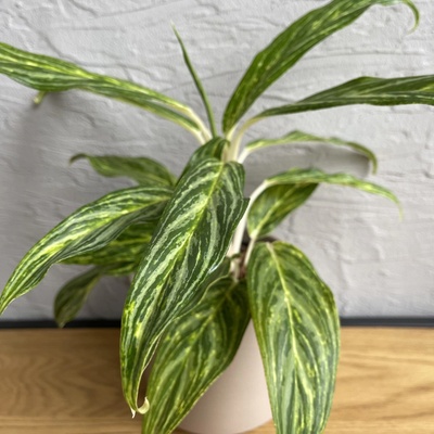 Aglaonema Green Light