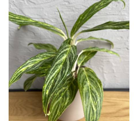 Aglaonema Green Light