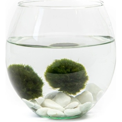 Gardners Skleněná váza boule 13 cm a 2 řasokoule – Zboží Mobilmania