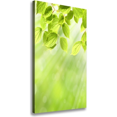 Vertikálny foto obraz na plátne Zelené listy 50x100 cm