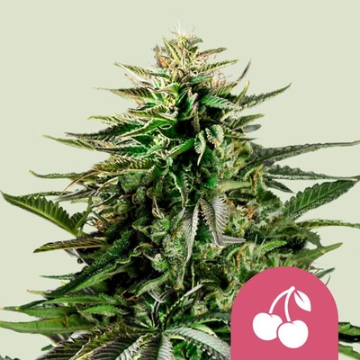 Royal Queen Seeds Cherry Pie semienka neobsahujú THC 1 ks