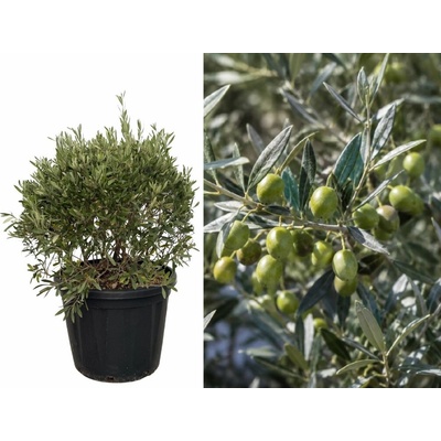 Olivovník európsky Cipressino guľa, výška 50-60 cm, priemer 50-60 cm, kvetináč 55 l