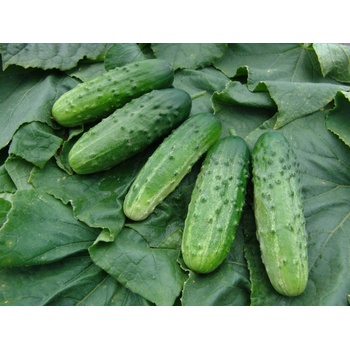 Uhorka F1 Altaj - nakladačka - Cucumis sativus - 15 ks