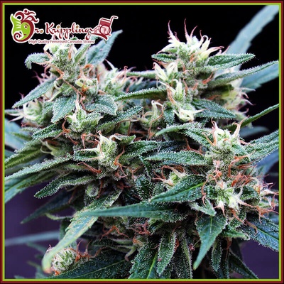Dr. Krippling Seeds Ninja Zkittlez semienka neobsahujú THC 5 ks