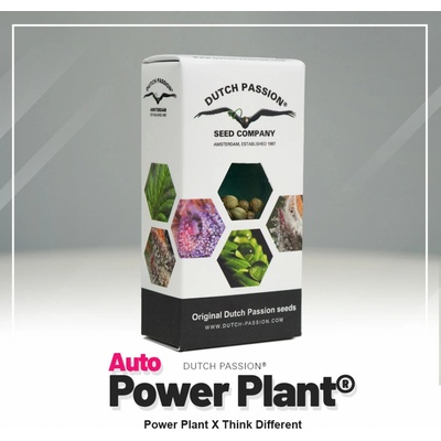 Dutch Passion AUTO Power Plant semienka neobsahujú THC 3 ks
