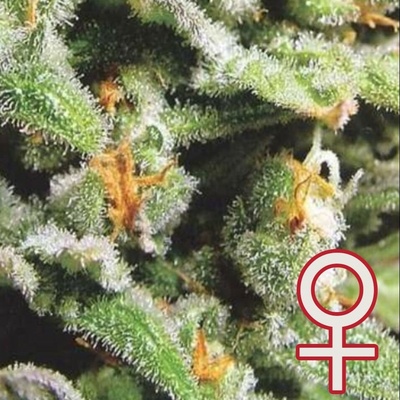 KC Brains Seeds Cristal Limit semena neobsahují THC 5 ks