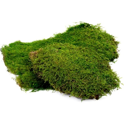 Mach plochý 0,5 kg