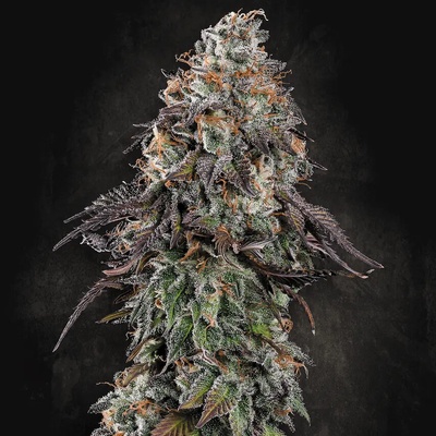 Paradise Seeds White Noise semena neobsahují THC 3 ks