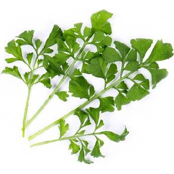 Veritable Вложка за семена Lingot листни зеленчуци воден кресон (lingot-rukiew-wodna)