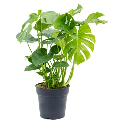 Monstera deliciosa 27x80 cm