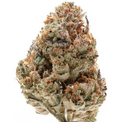 Growers Choice Octane Fire OG semena neobsahují THC 3 ks
