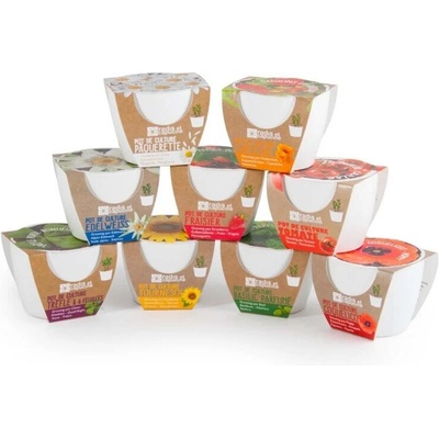 Radis et Capucine Бяла саксия БИО Слънчоглед (029654)