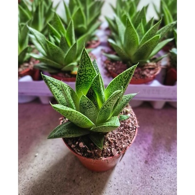 GASTERRIA 8,5/10cm