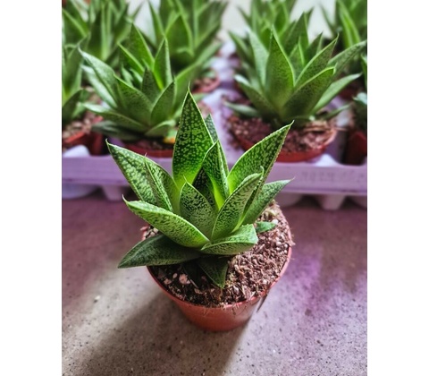 GASTERRIA 8,5/10cm